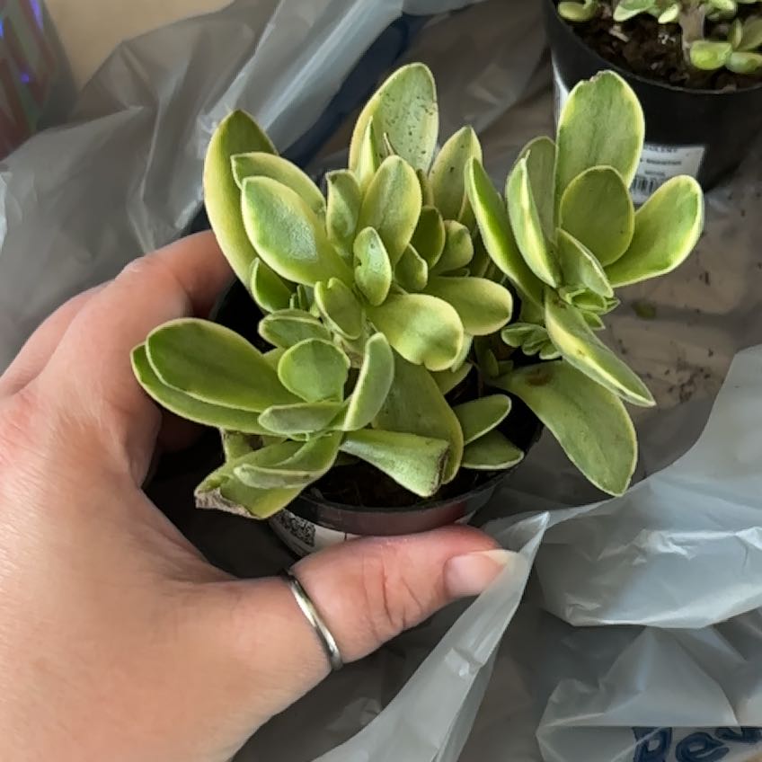 Photo of the plant species Crassula platyphylla 'Halo' by @GutsyGloriosa9 named Drax on Greg, the plant care app