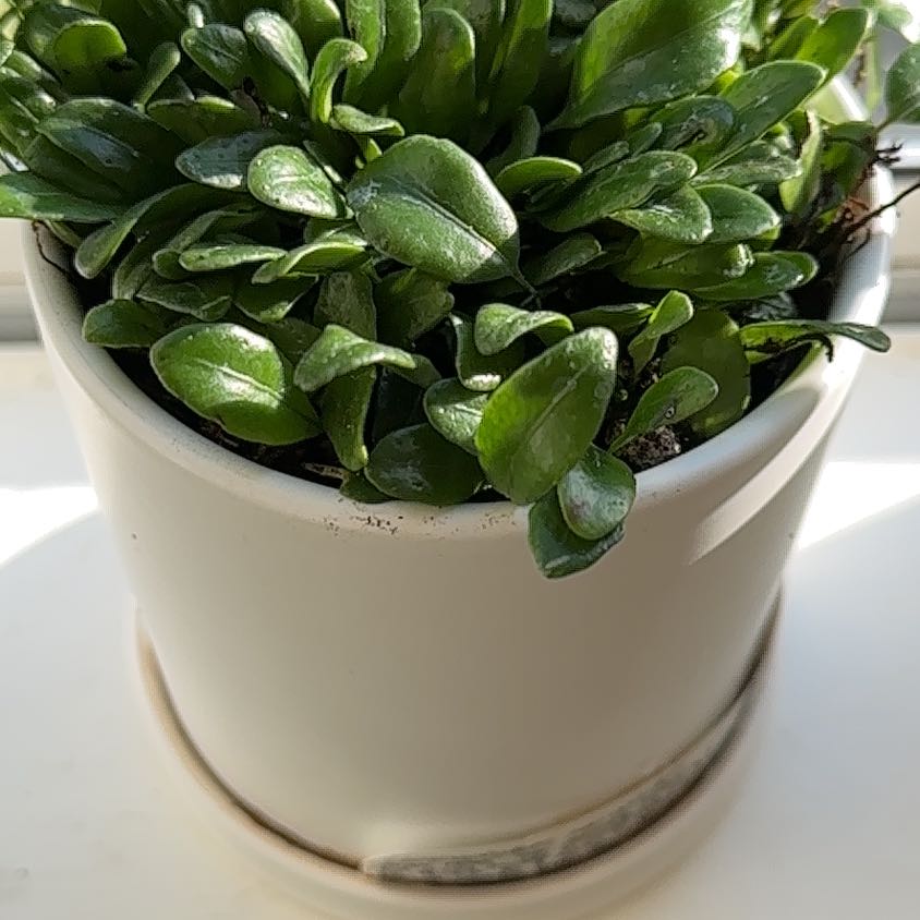 Photo of the plant species Lemmaphyllum Microphyllum by @MiracleAgave81 named Sage on Greg, the plant care app