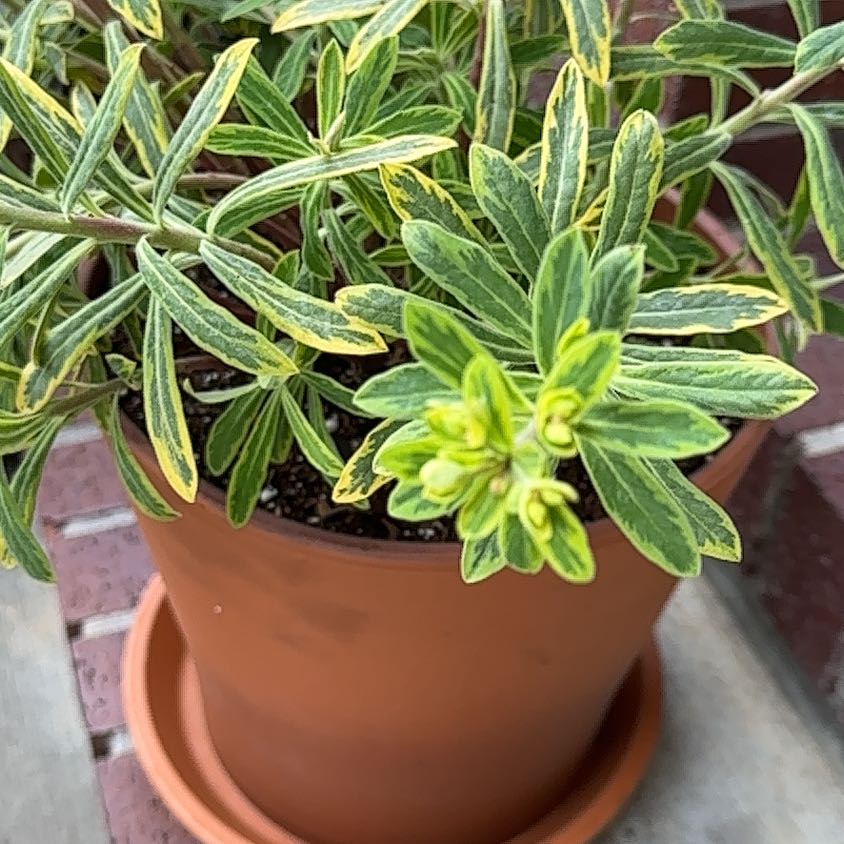 Photo of the plant species Prairie Sage by @MiracleAgave81 named Gomez on Greg, the plant care app