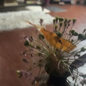 Photo of the plant species Elephant Garlic by @TrueAnthurium13 named Achilles on Greg, the plant care app