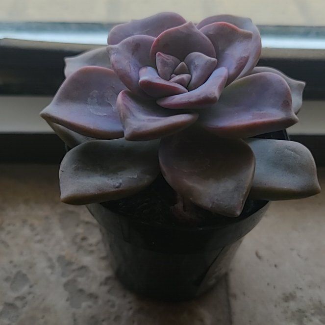 Photo of the plant species Graptopetalum pentandrum 'Superbum' by @GladHardpine69 named Willow on Greg, the plant care app