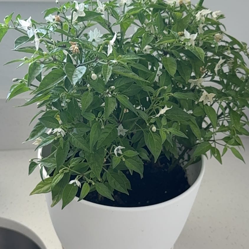 Photo of the plant species Thai Pepper by @BestWineberry57 named Thai chilli on Greg, the plant care app