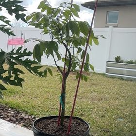 Photo of the plant species Longan by @BestWineberry57 named Kohala longan 7 gallon on Greg, the plant care app