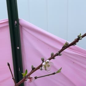 Photo of the plant species Dwarf Peach by @BestWineberry57 named Peach on Greg, the plant care app