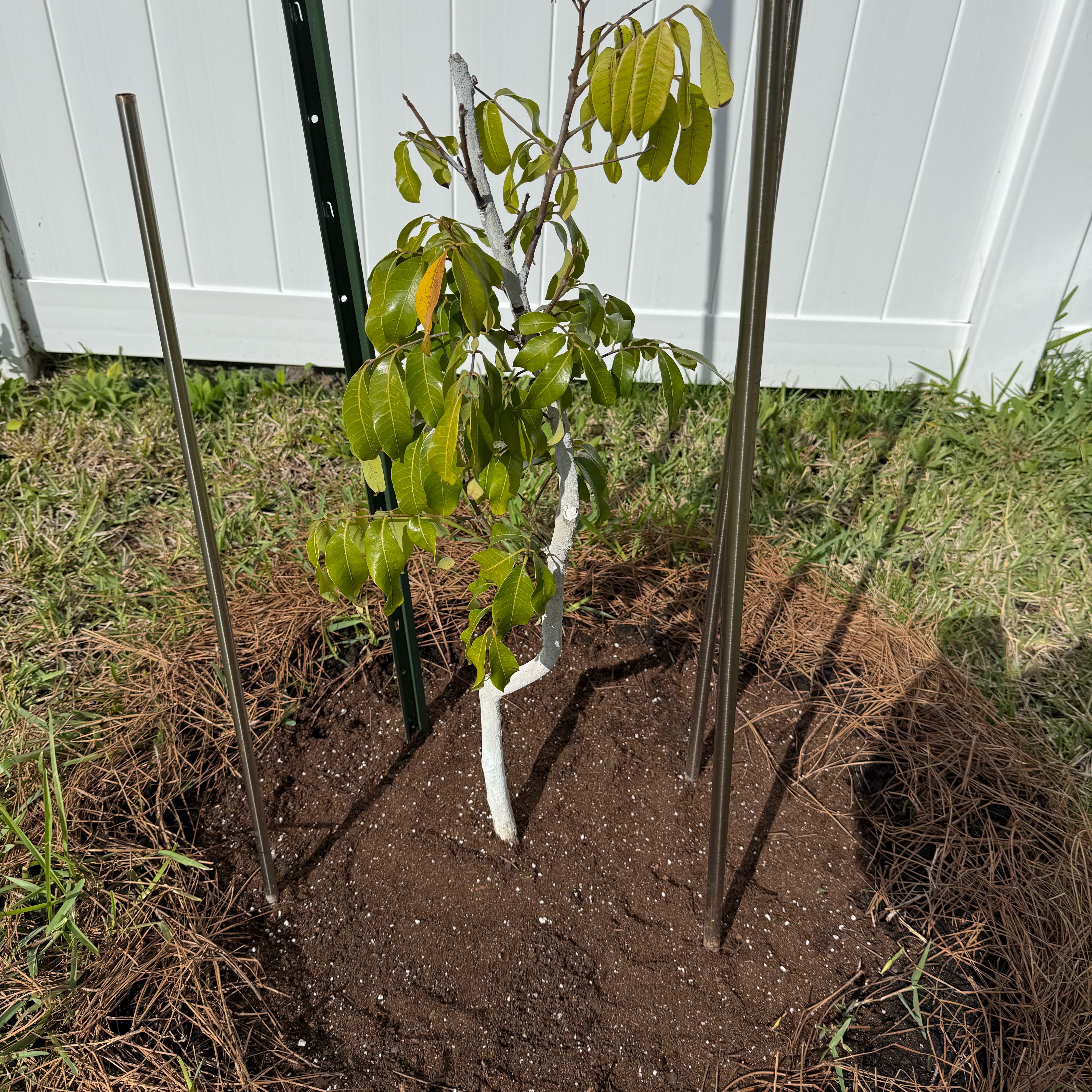 Photo of the plant species Longan by @BestWineberry57 named Kohala longan in ground on Greg, the plant care app