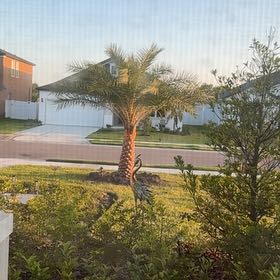 Photo of the plant species Date Palm Tree by @BestWineberry57 named Palm tree front house on Greg, the plant care app