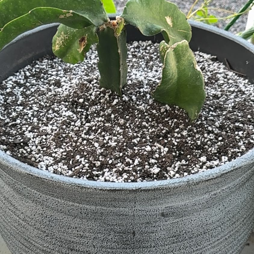 Photo of the plant species Dragon Fruit by @BestWineberry57 named Dragon fruit to water on 23rd april on Greg, the plant care app