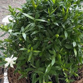 Photo of the plant species Crepe Jasmine by @BestWineberry57 named Gardenia on Greg, the plant care app