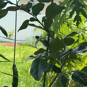 Photo of the plant species Kaffir lime by @BestWineberry57 named Kiffir on Greg, the plant care app