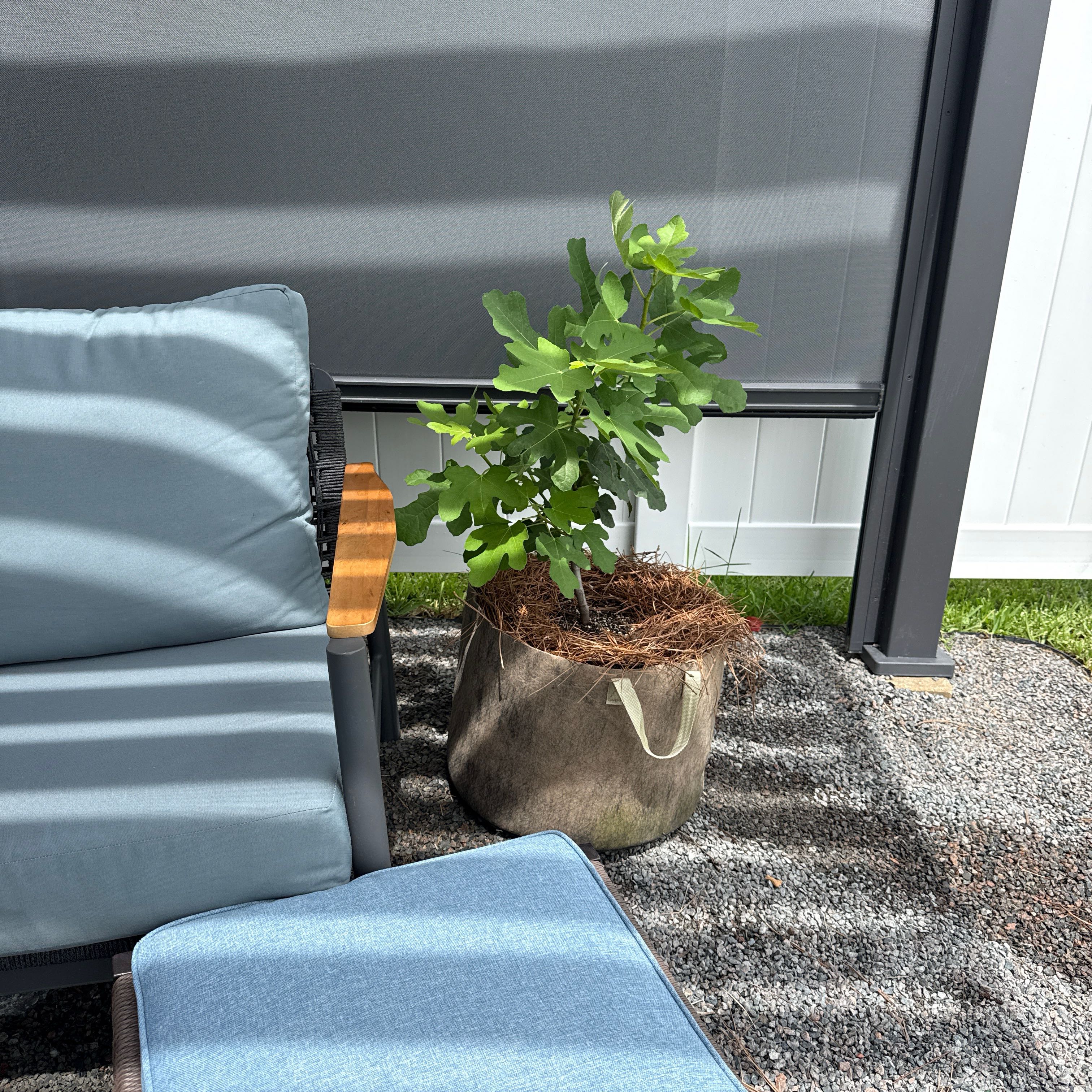 Photo of the plant species Hardy Fig Tree by @BestWineberry57 named Chicago hardy on Greg, the plant care app