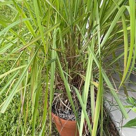 Photo of the plant species Cymbopogon Citratus by @BestWineberry57 named Lemon grass on Greg, the plant care app