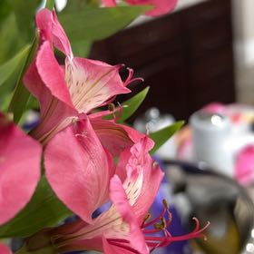 Photo of the plant species Orchid Tree by @UnshakableGray5 named Cleopatra on Greg, the plant care app