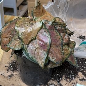 Photo of the plant species calathea ornata by @VerifiedRedpine named Daphne on Greg, the plant care app