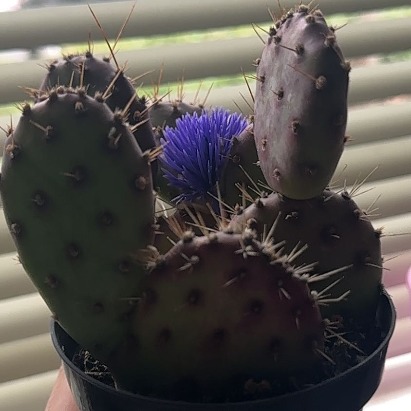 Photo of the plant species Coastal Pricklypear by @CuteCooperi28 named Queen on Greg, the plant care app