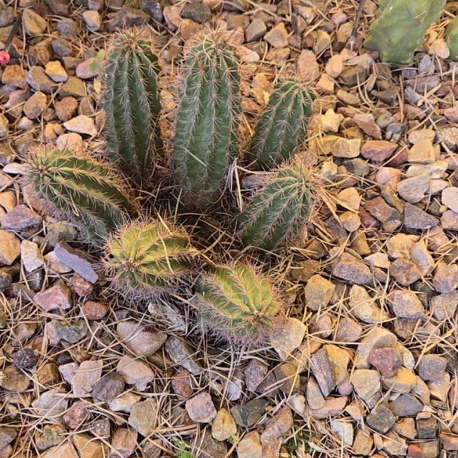 Photo of the plant species Banana Cactus by @YardSandrose59 named Planty on Greg, the plant care app