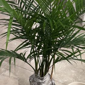 Photo of the plant species Mazari Palm by @GentleZelkova32 named Morgan Treeman on Greg, the plant care app