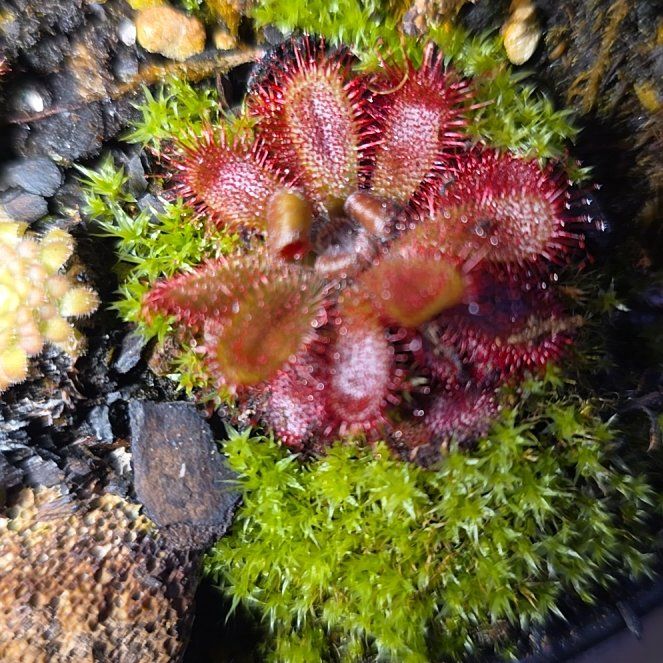 Photo of the plant species Australian Sundew by @DarlingFrithia named Luna on Greg, the plant care app