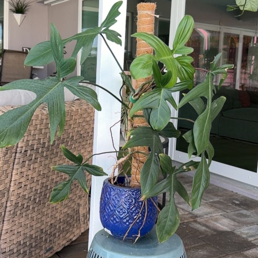 Photo of the plant species Philodendron 'Florida' by @YeahIvy78 named Delilah on Greg, the plant care app