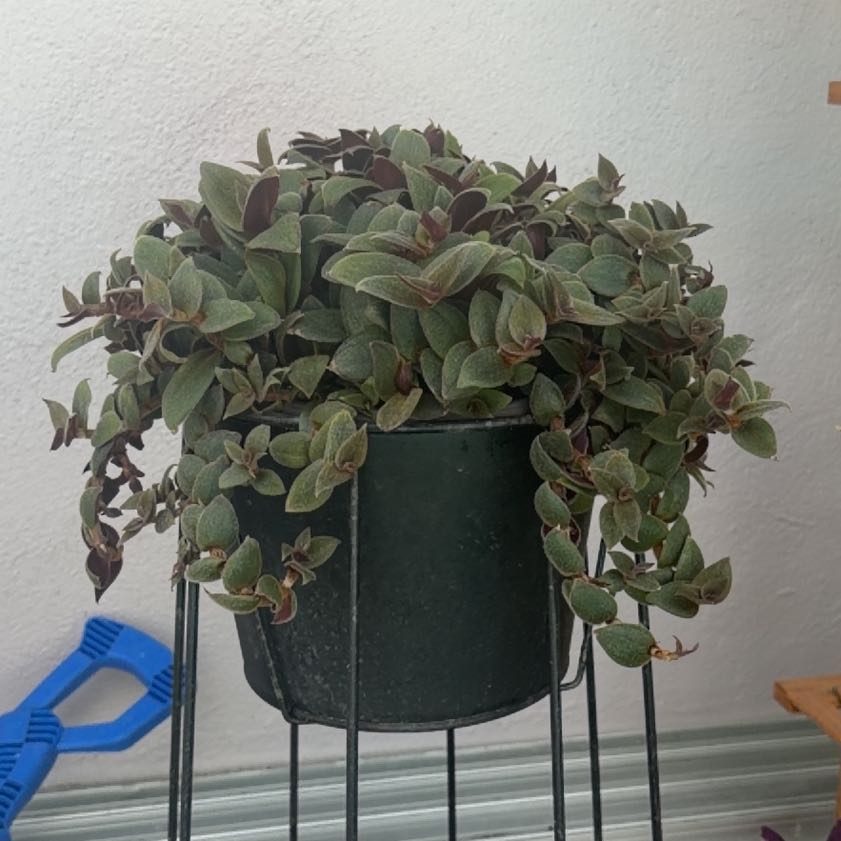 Photo of the plant species Teddy Bear Vine by @YeahIvy78 named Xena on Greg, the plant care app