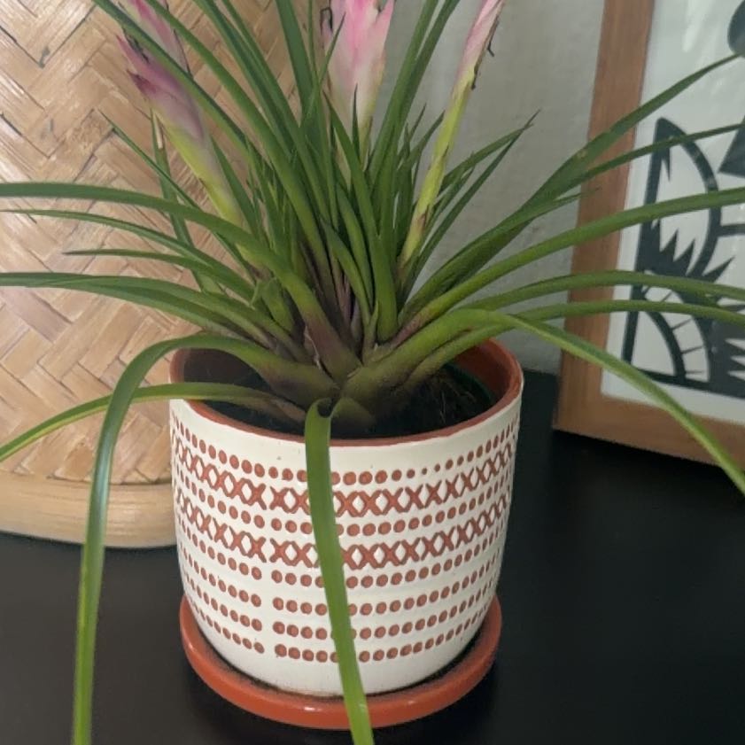 Photo of the plant species Pink Quill by @YeahIvy78 named Emerson on Greg, the plant care app