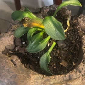 Photo of the plant species Dwarf Hosta by @NeotericAlmond named Zeus on Greg, the plant care app