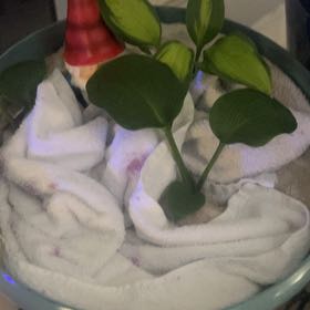 Photo of the plant species Hosta by @NeotericAlmond named Shakira on Greg, the plant care app