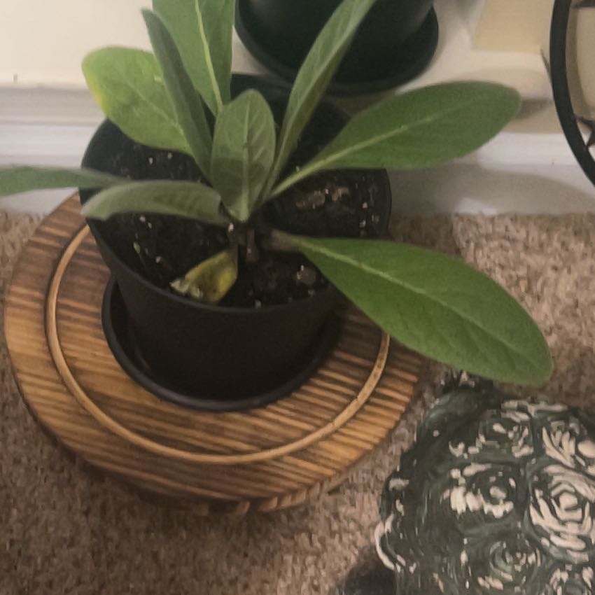 Photo of the plant species Mullein by @NeotericAlmond named LiloStitch on Greg, the plant care app