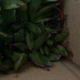Photo of the plant species Disphyma by @NeotericAlmond named Duke on Greg, the plant care app