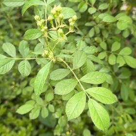 Photo of the plant species Multiflora Rose by @DirectWinika60 named Planty on Greg, the plant care app