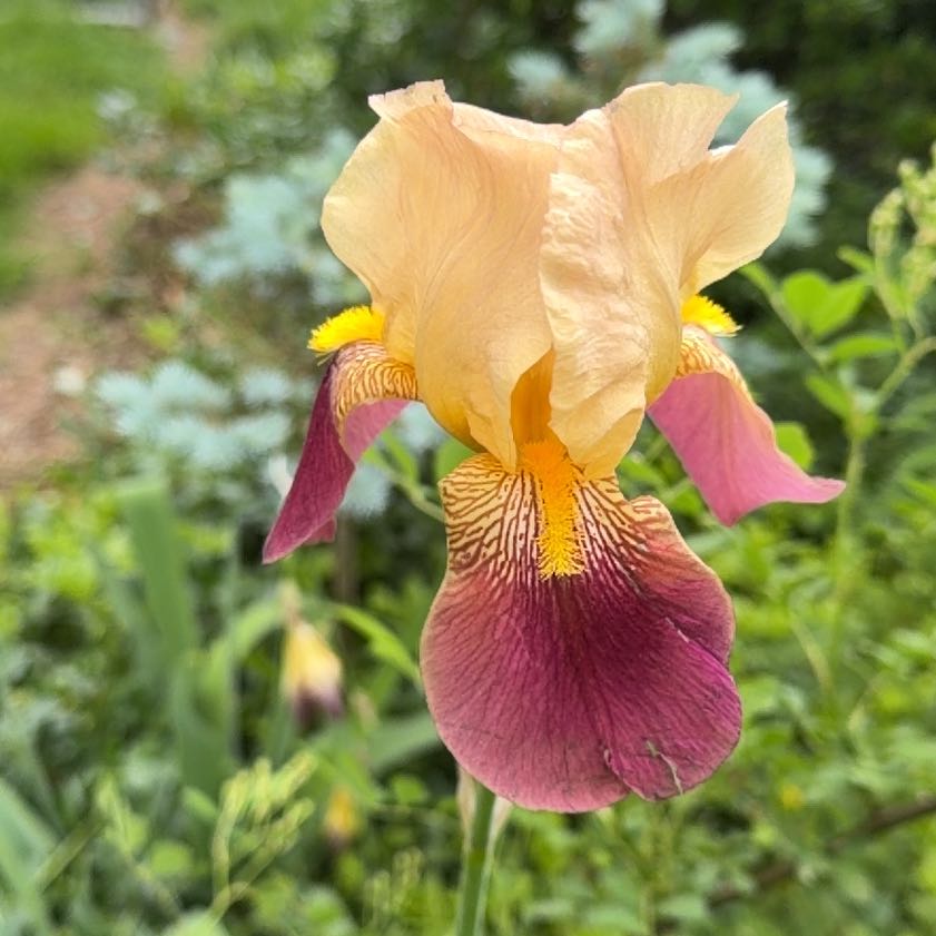 Photo of the plant species Crimean Iris by @DirectWinika60 named Gobi on Greg, the plant care app