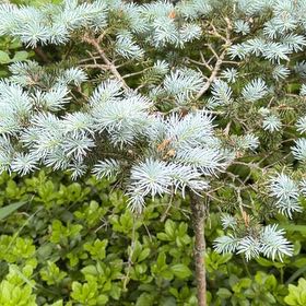 Photo of the plant species Colorado Spruce by @DirectWinika60 named Gaga on Greg, the plant care app