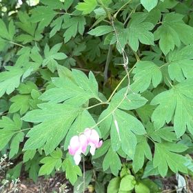 Photo of the plant species Asian Bleeding-Heart by @DirectWinika60 named Apollo on Greg, the plant care app