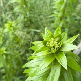 Photo of the plant species Tiger Lily by @DirectWinika60 named Emerson on Greg, the plant care app