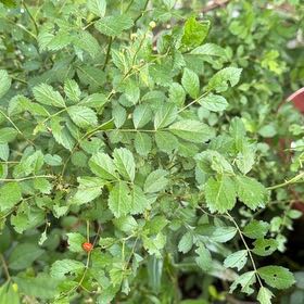 Photo of the plant species Multiflora Rose by @DirectWinika60 named Michelle Branch on Greg, the plant care app