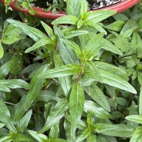 Photo of the plant species Fringed Willowherb by @DirectWinika60 named Clooney on Greg, the plant care app