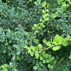 Photo of the plant species Japanese Barberry by @DirectWinika60 named Denali on Greg, the plant care app