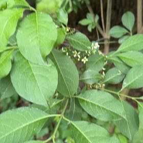 Photo of the plant species European Spindle by @DirectWinika60 named Navajo on Greg, the plant care app
