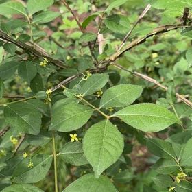 Photo of the plant species Winged Burning Bush by @DirectWinika60 named Hamilton on Greg, the plant care app