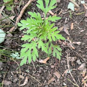 Photo of the plant species Common Ragweed by @DirectWinika60 named Willow on Greg, the plant care app