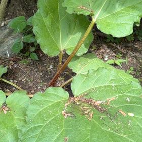 Photo of the plant species Garden Rhubarb by @DirectWinika60 named Luna on Greg, the plant care app