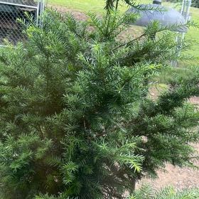Photo of the plant species English Yew by @DirectWinika60 named LiloStitch on Greg, the plant care app