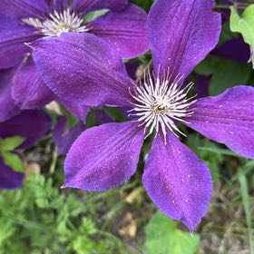 Photo of the plant species Italian Leather Flower by @DirectWinika60 named Tolkien on Greg, the plant care app