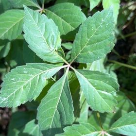 Photo of the plant species Virginia Creeper by @DirectWinika60 named Taylor Swift on Greg, the plant care app