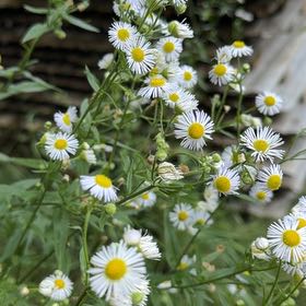 Photo of the plant species Annual Fleabane by @DirectWinika60 named Bigleef Smalls on Greg, the plant care app