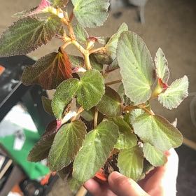 Photo of the plant species Brazilian Lady Begonia by @GrandeeSedum3 named Willow on Greg, the plant care app