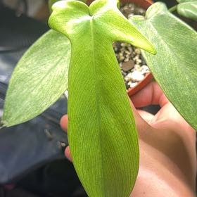 Photo of the plant species Flordia green by @GrandeeSedum3 named Kid on Greg, the plant care app