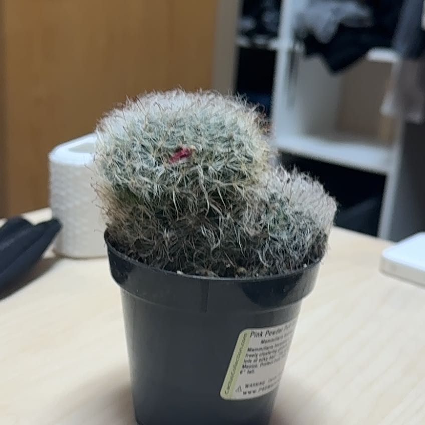 Photo of the plant species Pink Powder Puff Cactus by @KeyGuayule42 named Bieber on Greg, the plant care app