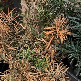 Photo of the plant species Albanian Spurge by @ElderLemon19 named Fernie Saunders on Greg, the plant care app