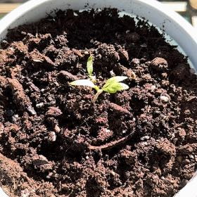 Photo of the plant species Tomato by @ElderLemon19 named Gomez on Greg, the plant care app