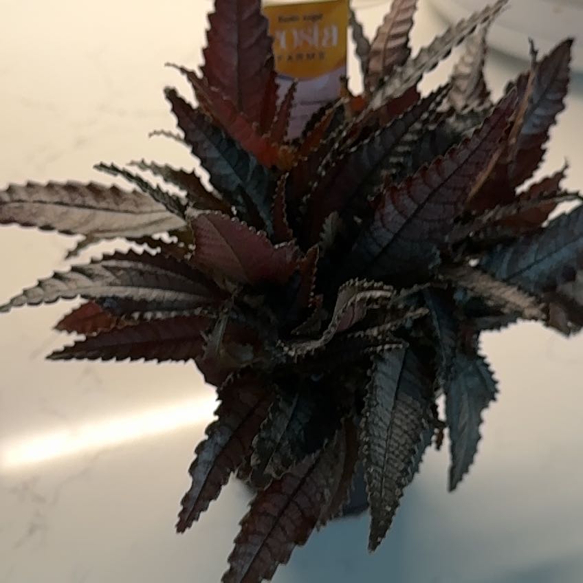 Photo of the plant species Exotic Angel by @ElderLemon19 named Tupot amaroot on Greg, the plant care app